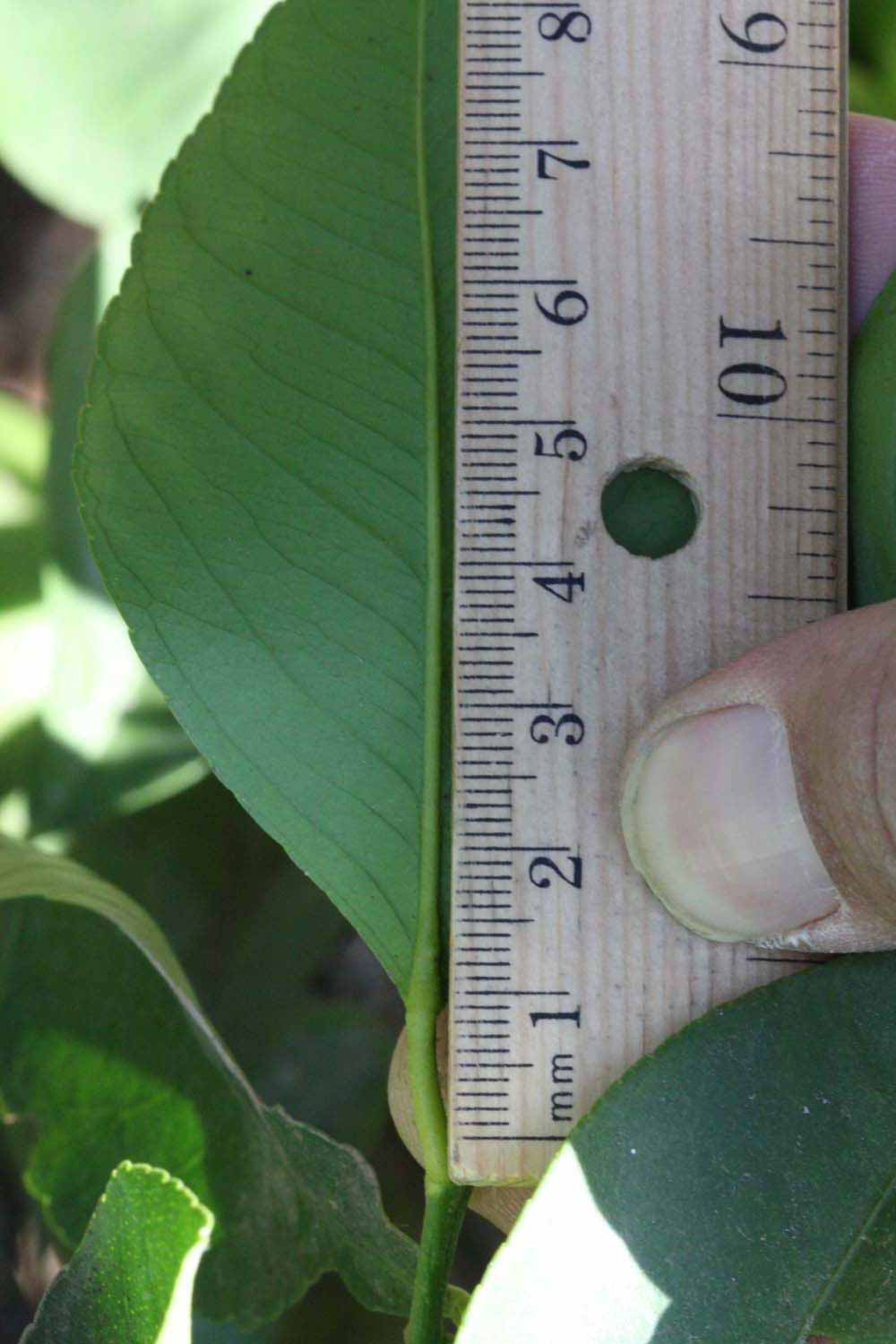             Unifoliolate leaf (Riverside, CA)       